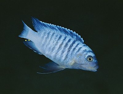 Maylandia phaeos 'Cobwe'